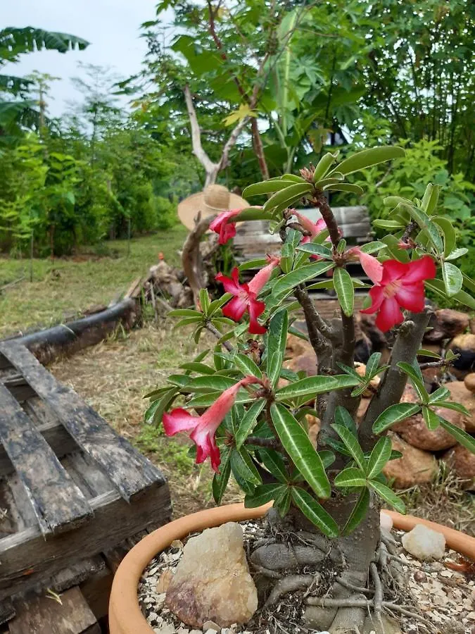 Chale A 300 M Da Praia Rasa, Com Horta Organica Búzios