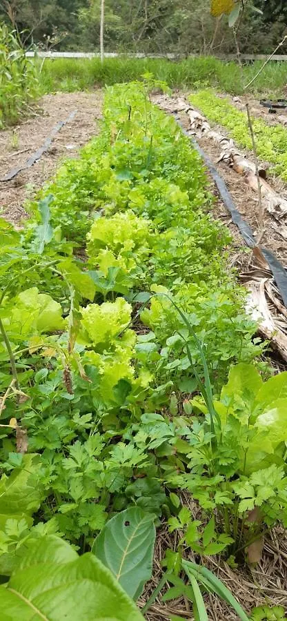 Chale A 300 M Da Praia Rasa, Com Horta Organica Búzios Feriehus
