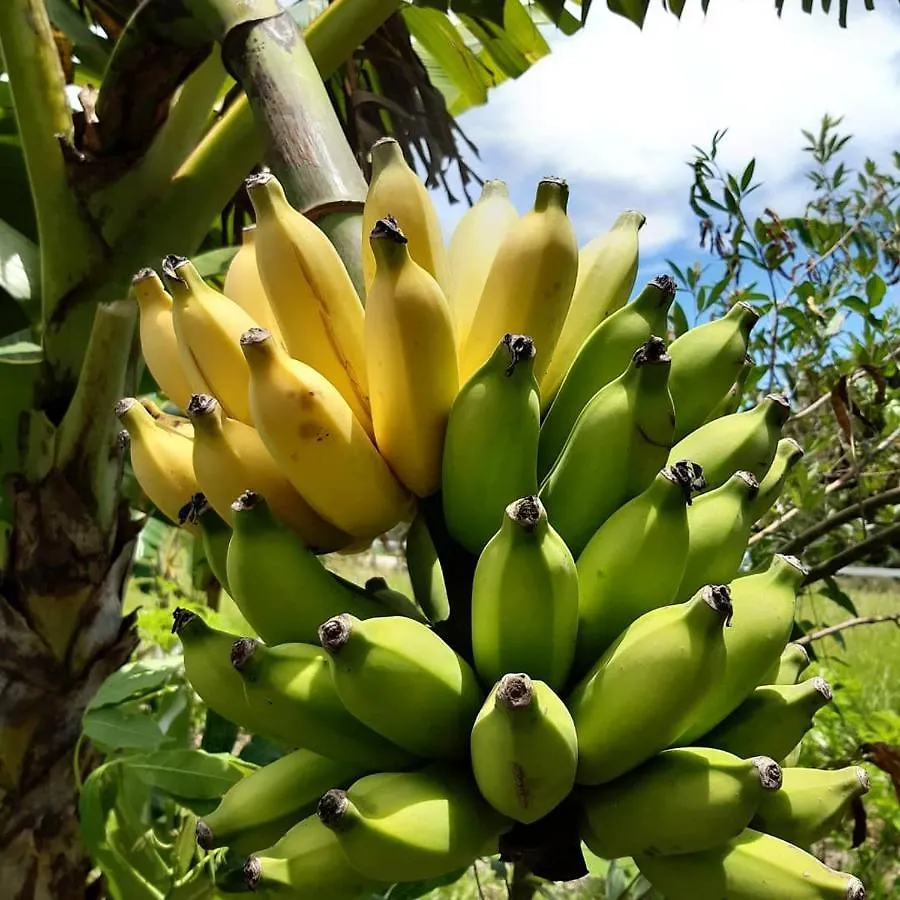 Chale A 300 M Da Praia Rasa, Com Horta Organica Armacao dos Buzios 0*,